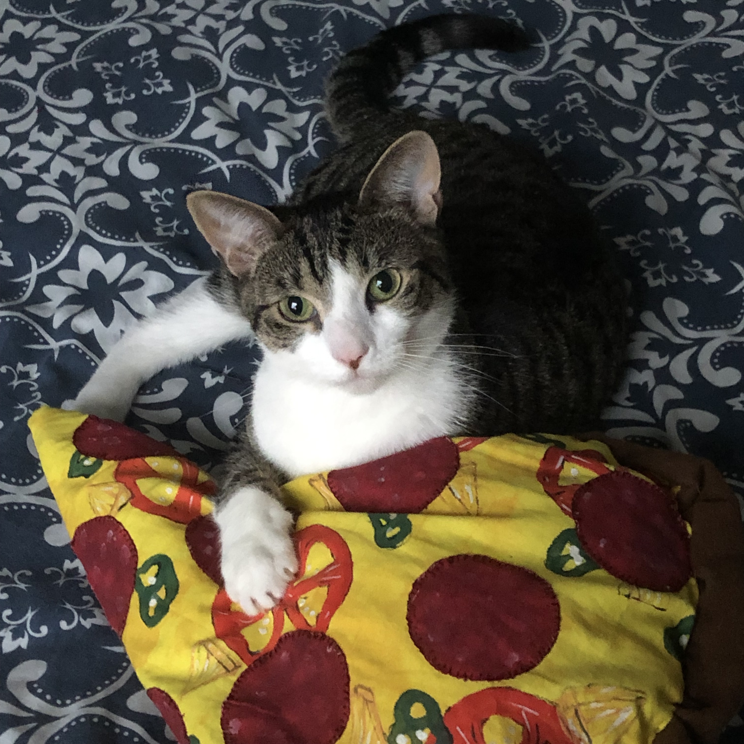 cat hugging pizza cushion