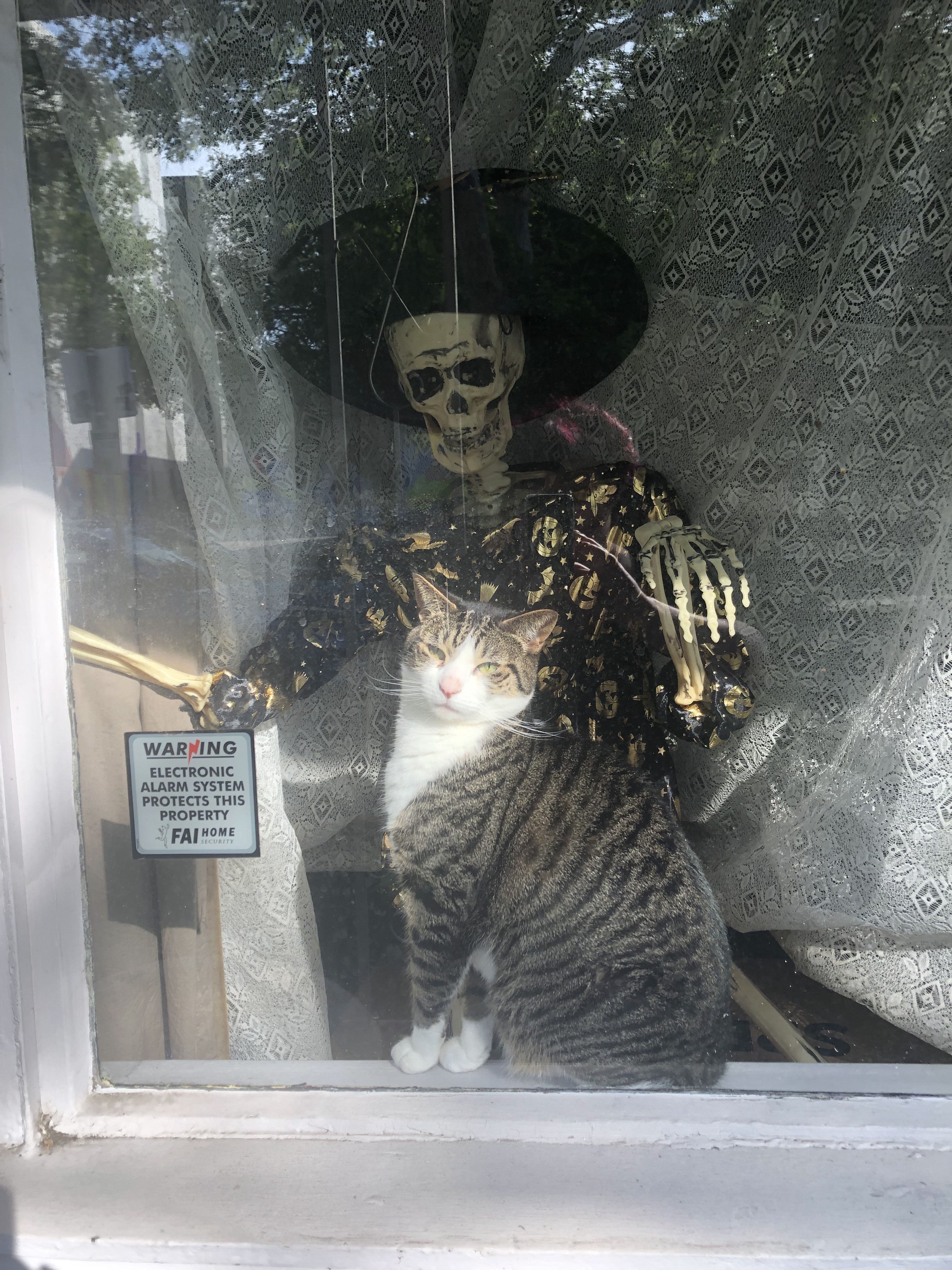 cat in a window