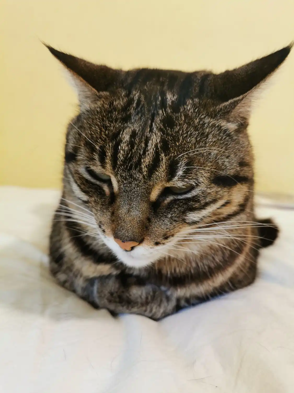 cat loaf, pictured from the front