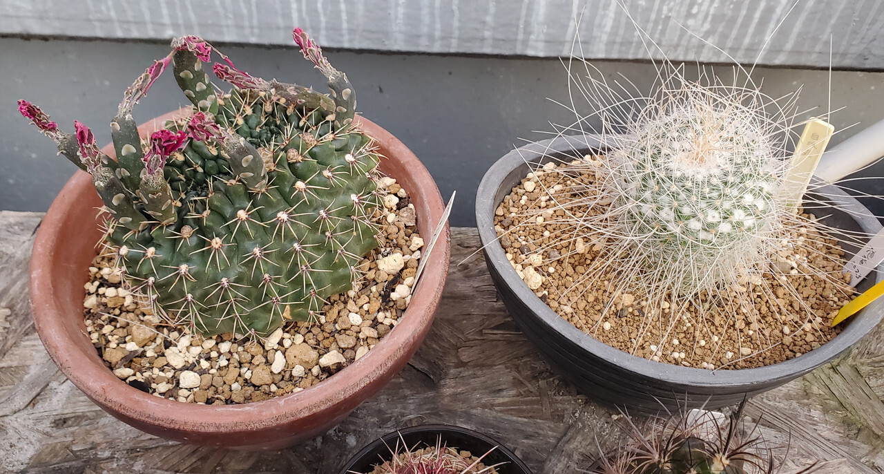 New-Cacti-May2024-3.jpg