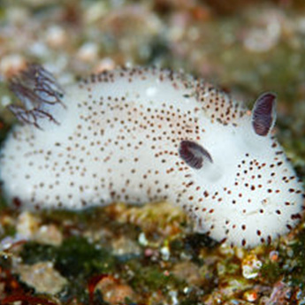 Sea Bunny - non-toxic form