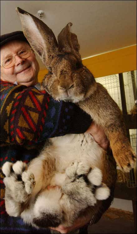 Big bun alert - giant rabbit