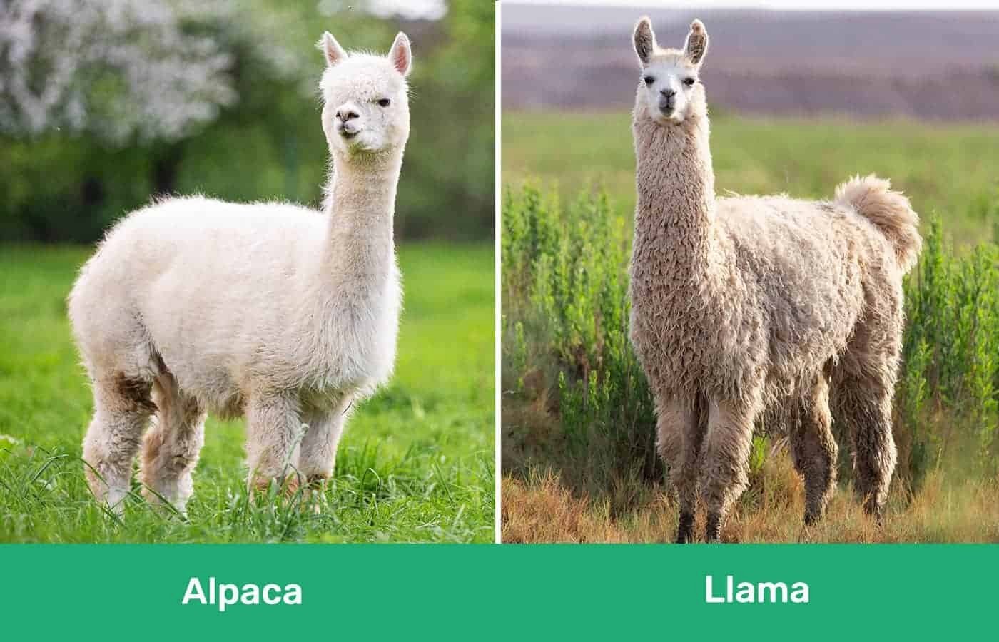 Alpaca-vs-Llama-side-by-side-3559694956