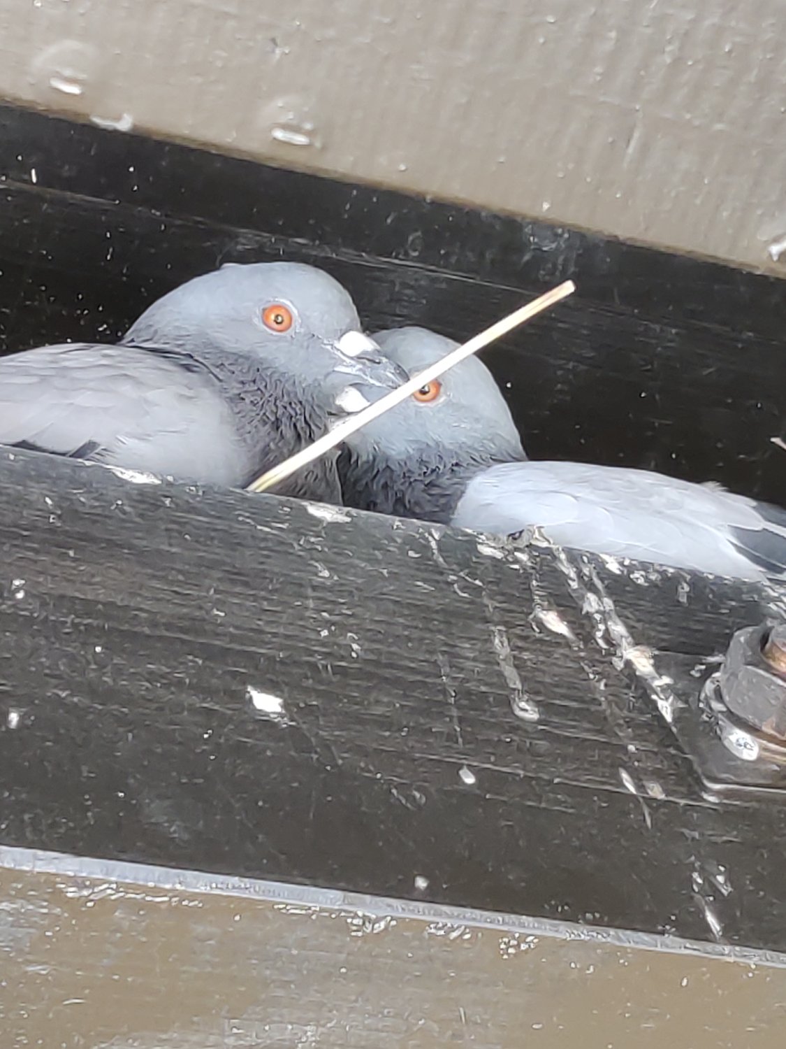 Two pigeons cuddling on a balcony