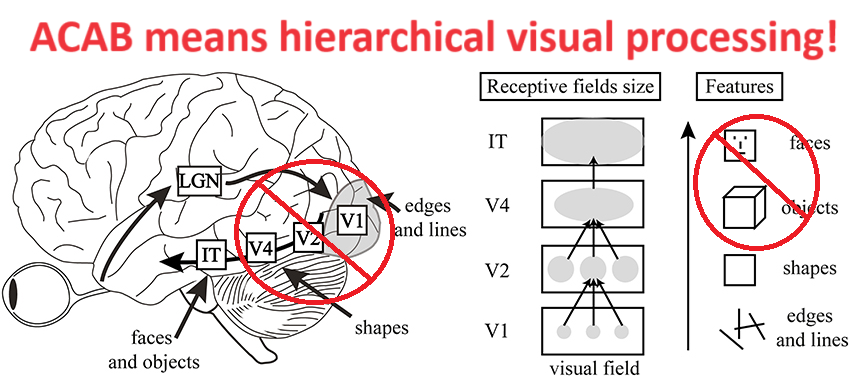 A scientific model of the visual system with an emphasis on its hierarchical processing aspects. Text on the top says "ACAB means hierarchical visual processing"