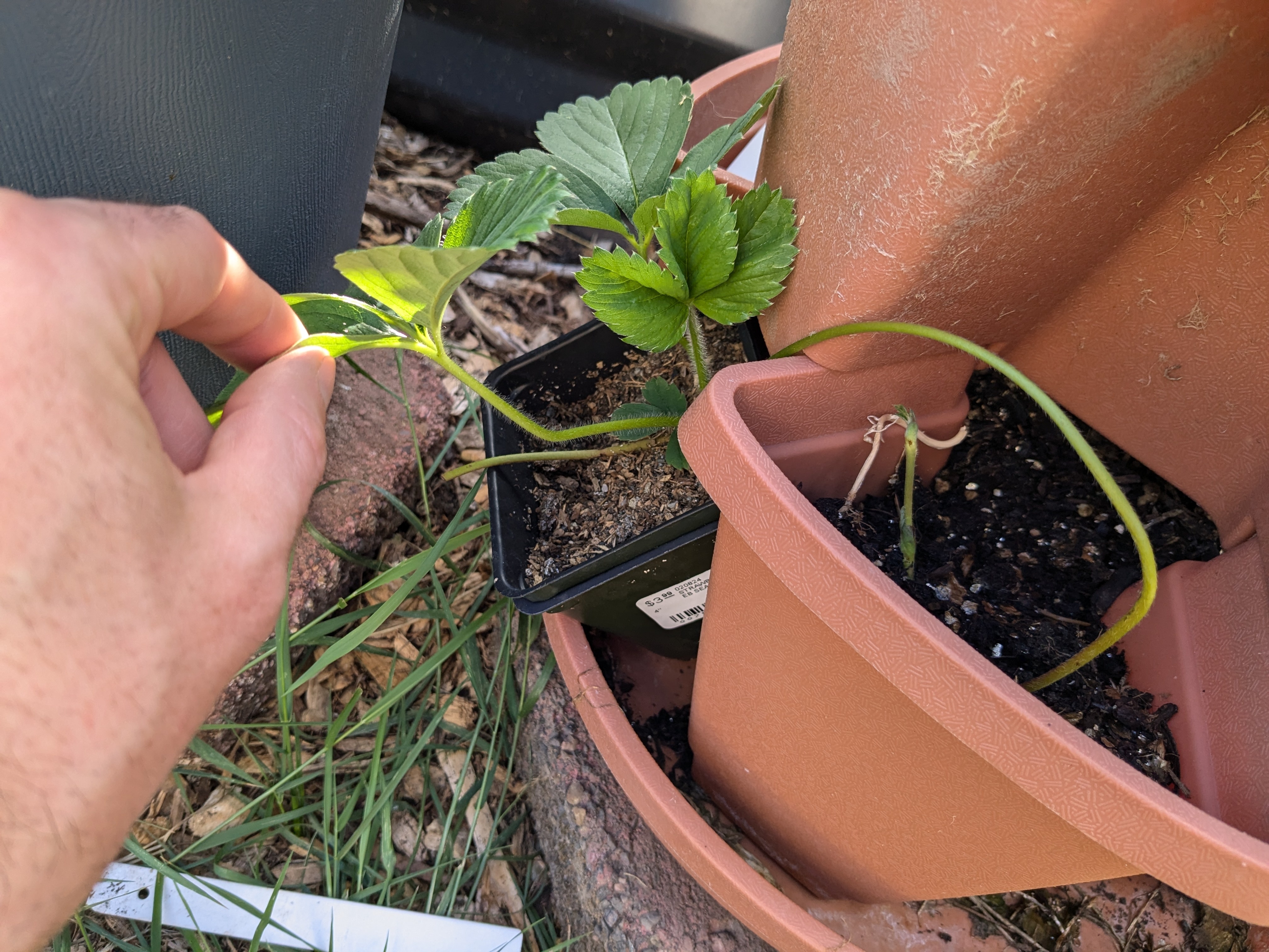 Jumpstarting Strawberries