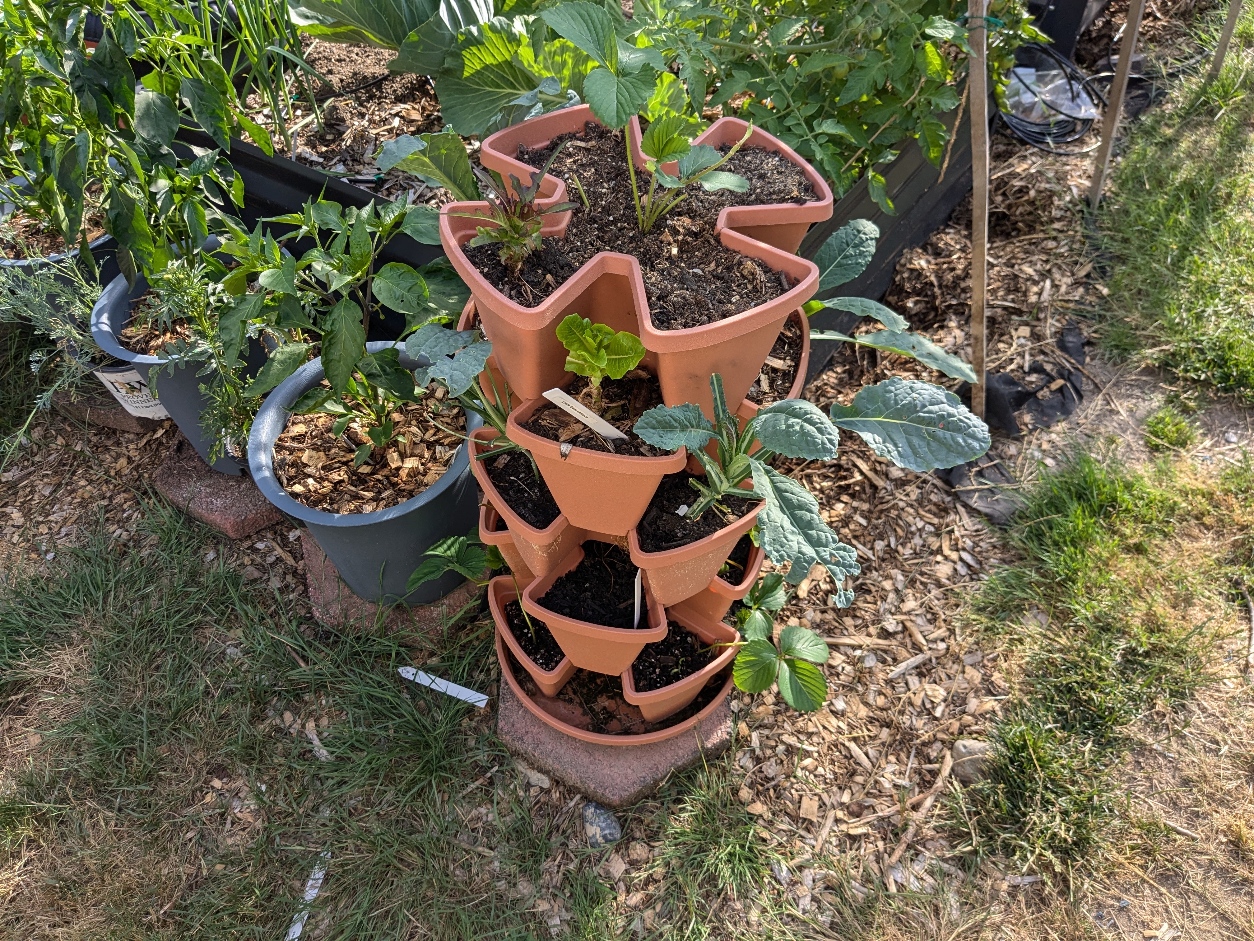 Jumpstarting Strawberries