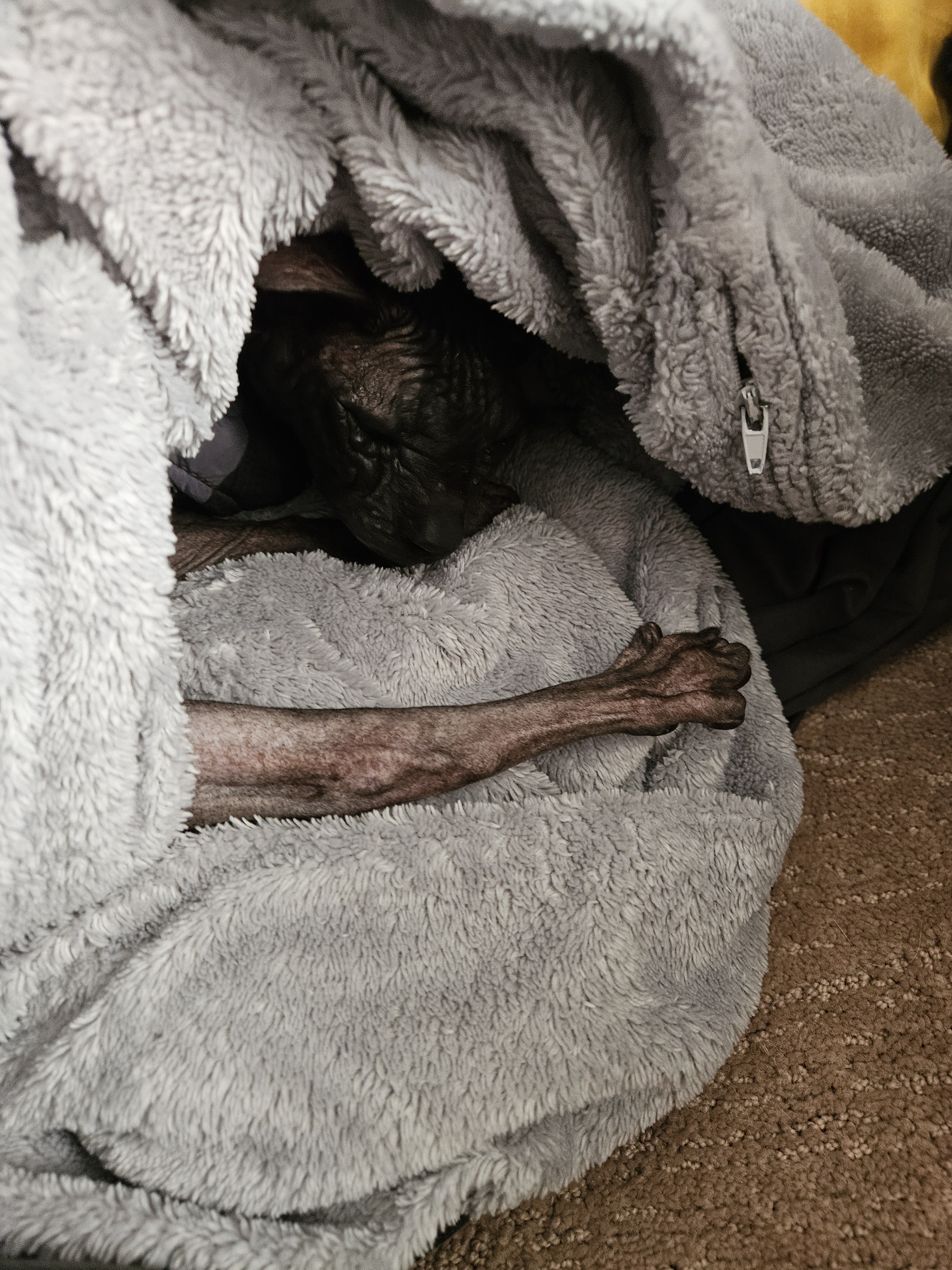 sphynx cat curled up in a blanket with a leg stretched out 