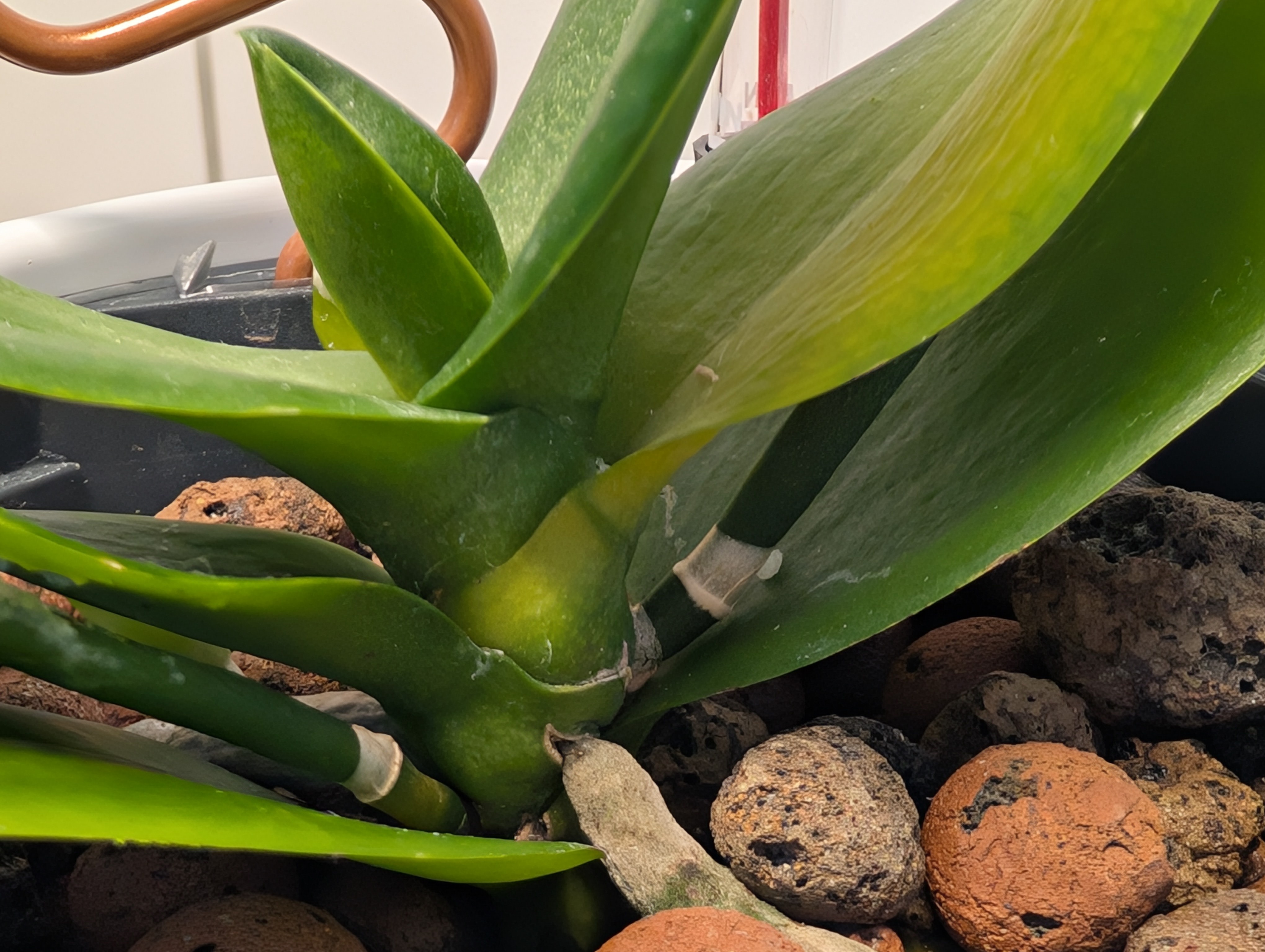 Yellowing leaf on Phalaenopsis orchid