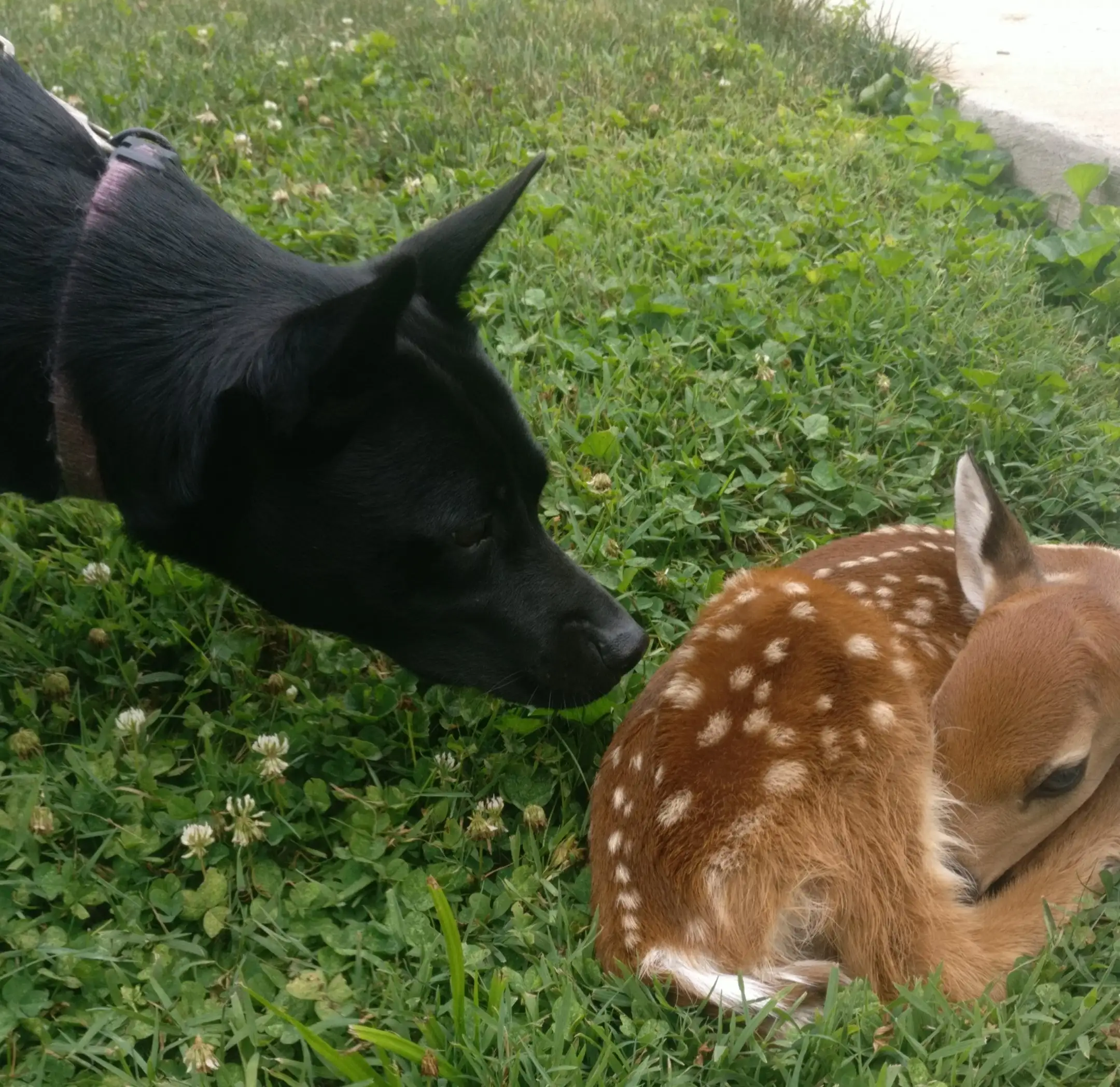 My Jack Russell mix giving the fawn a sniff but largely not caring about it.
