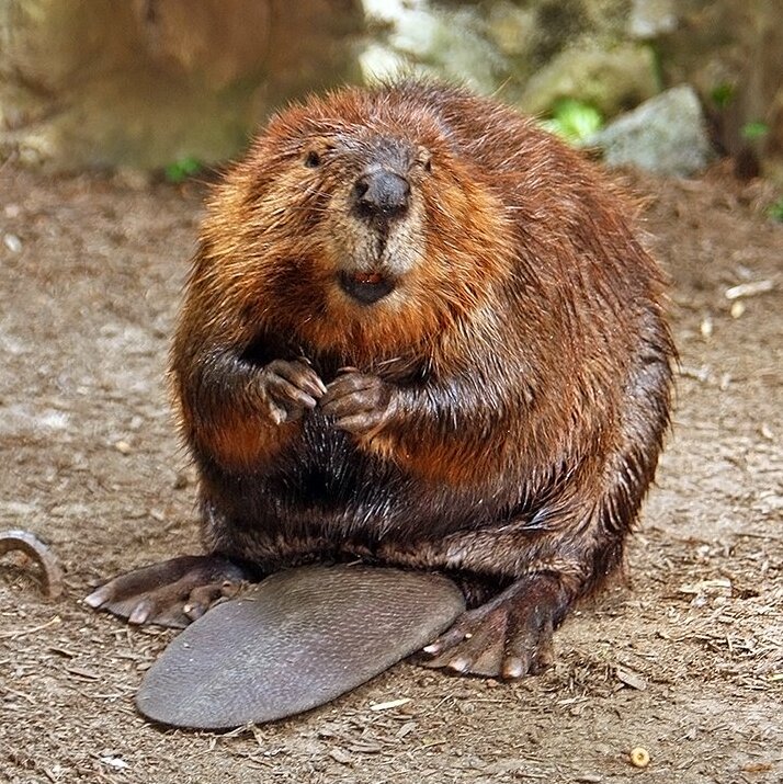 An absolute actual naked beaver